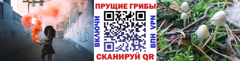 Галлюциногенные грибы Psilocybine cubensis Гурьевск